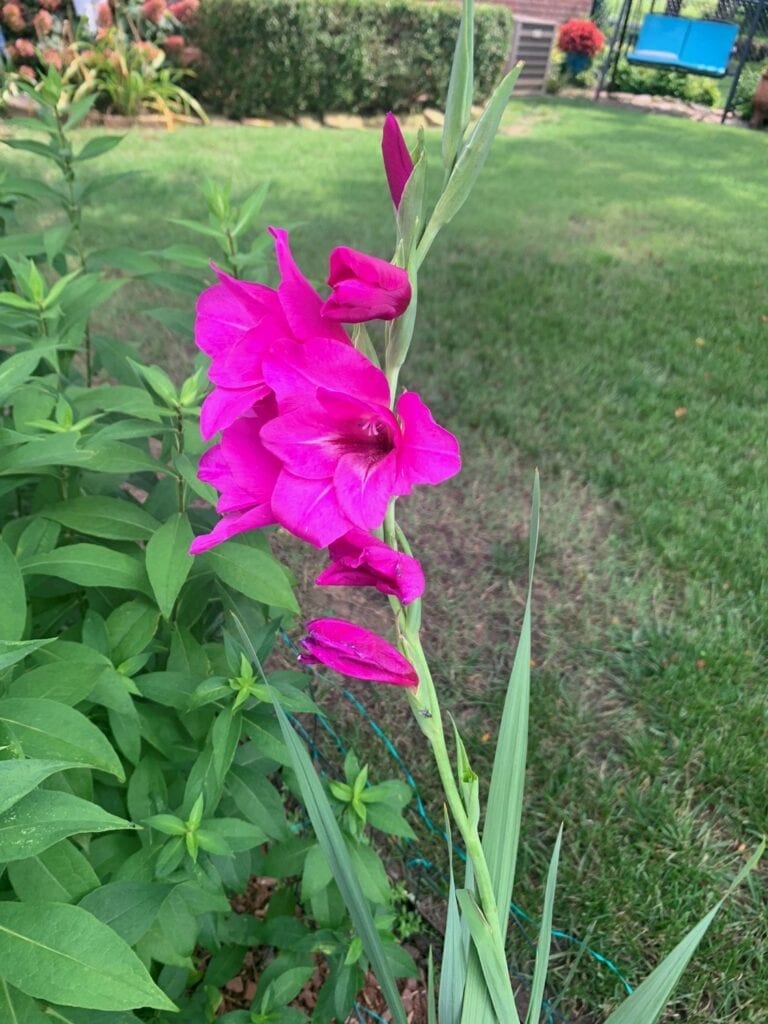 Strength in Blooms: Decoding the Meaning of Gladiolus