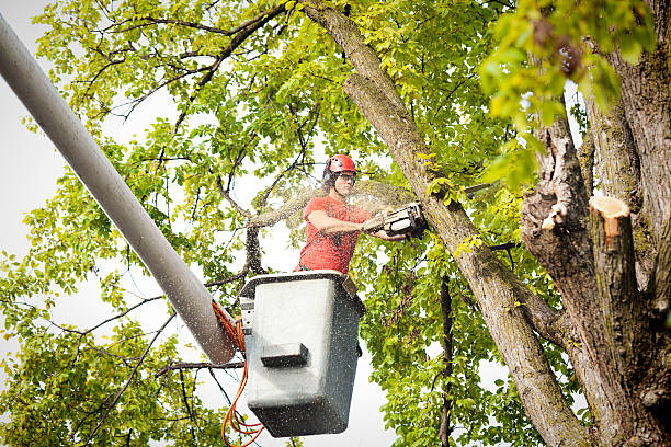 Tree Care Mastery: Denver Arborists' Commitment to Urban Forestry